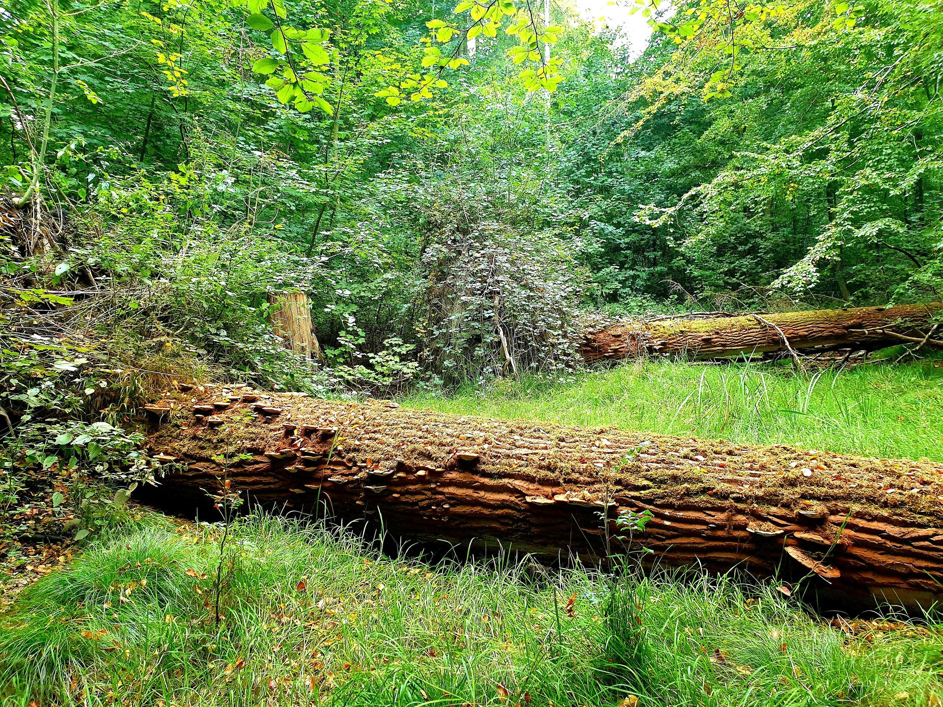 brown tree log on green grass field during daytime